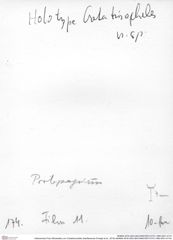 Historisches Foto (Rückseite) von Cretatrizocheles doerflesensis (Fraaije et al., 2019) (NHMW-AFW-GEO-BACHMAYER-FOTO-1990-0041-0174)